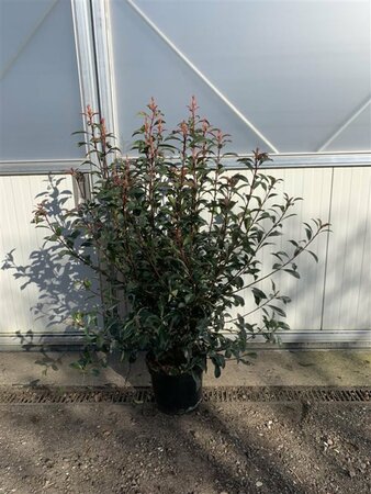 Photinia fraseri 'Carré Rouge' - afbeelding 3