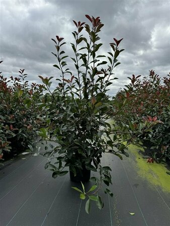 Photinia fraseri 'Carré Rouge' - afbeelding 2