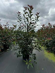 Photinia fraseri 'Carré Rouge' - afbeelding 2