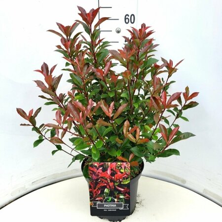 Photinia fraseri 'Carré Rouge' - afbeelding 1