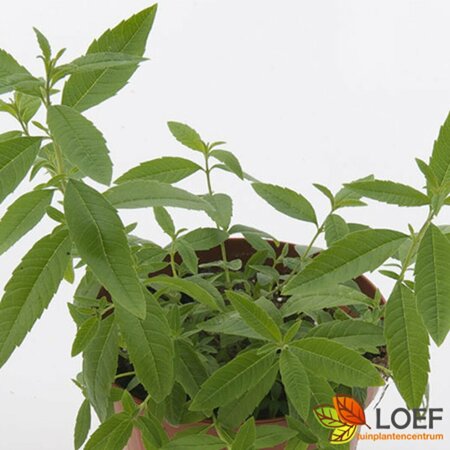 Lippia citriodora P9