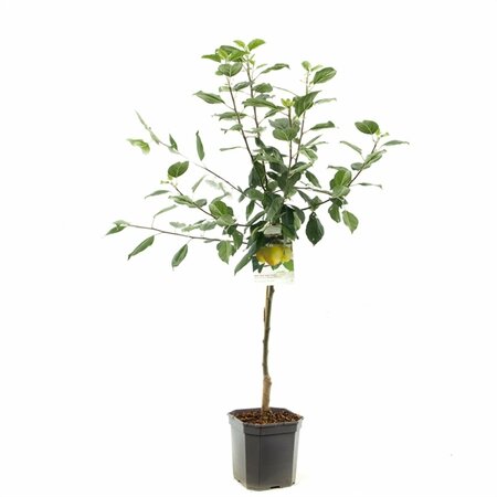Malus domestica 'Golden Delicious' - afbeelding 2