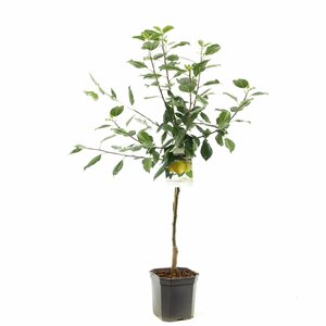 Malus domestica 'Golden Delicious' - afbeelding 2