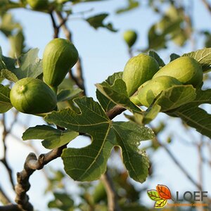 Ficus carica 250/275 C. Solitair