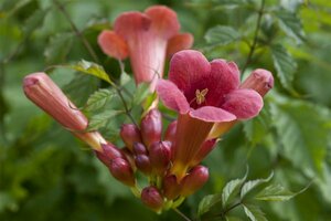 Campsis radicans 60/80 C.