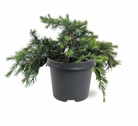 Cedrus deodara 'Feelin' Blue' ST. 100 C.  - afbeelding 1