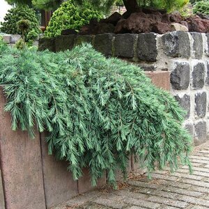 Cedrus deodara 'Feelin' Blue' ST. 100 C.  - afbeelding 2