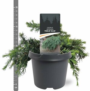Cedrus deodara 'Feelin' Blue' ST. 100 C.  - afbeelding 3