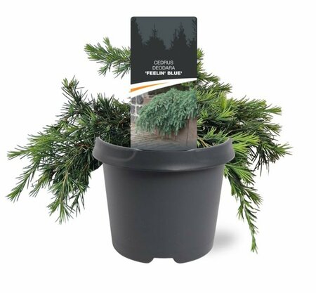 Cedrus deodara 'Feelin' Blue' ST. 100 C.  - afbeelding 4
