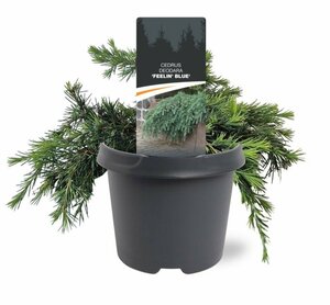 Cedrus deodara 'Feelin' Blue' ST. 100 C.  - afbeelding 4