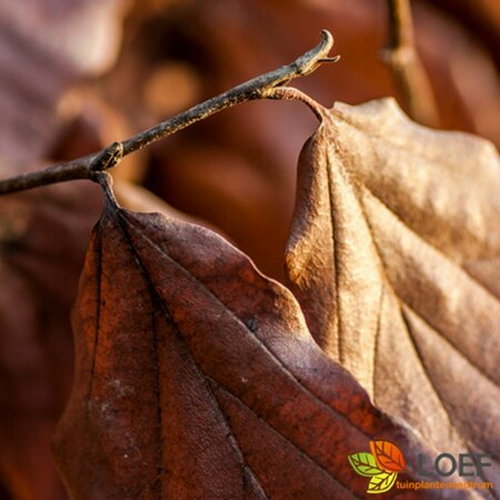 Parrotia persica 'Vanessa' 200/225 C. - afbeelding 2