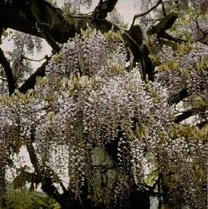 Wisteria sinensis ST. 150 10-12 C. 