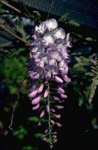 Wisteria sinensis - afbeelding 2