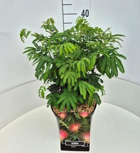 Albizia julibrissin 8-10 C.  - afbeelding 2