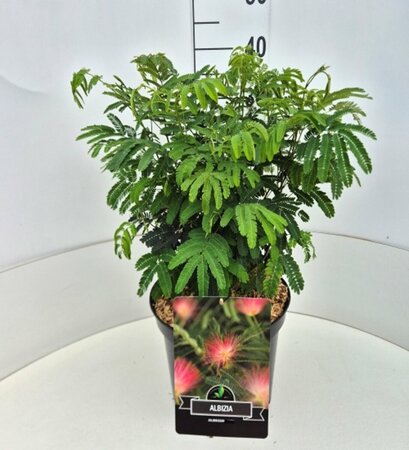 Albizia julibrissin 8-10 C.  - afbeelding 4