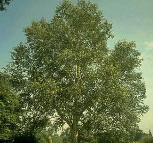Betula albosinensis 175/200 C. Solitair