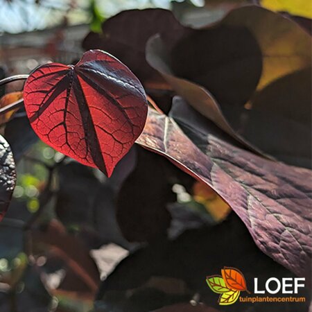 Cercis canadensis 'Forest Pansy' - afbeelding 1