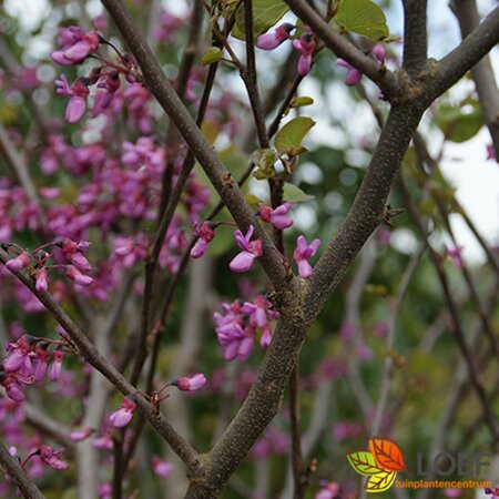 Cercis canadensis 'Merlot'