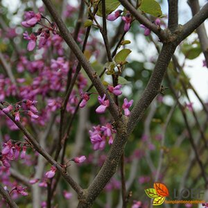 Cercis canadensis 'Merlot' 225/250 C. Geveerd 