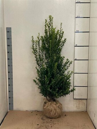 Ilex maximowicziana kanehirae