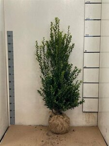 Ilex maximowicziana kanehirae