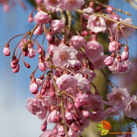 Prunus subh. 'Pendula Plena Rosea'