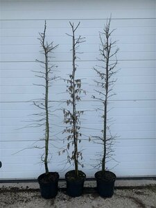 Carpinus betulus ST. 120 10-12 C. Lei - afbeelding 6