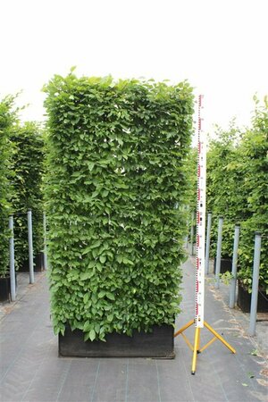 Carpinus betulus ST. 120 10-12 C. Lei - afbeelding 4