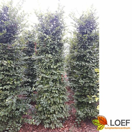 Carpinus betulus ST. 120 10-12 C. Lei - afbeelding 15