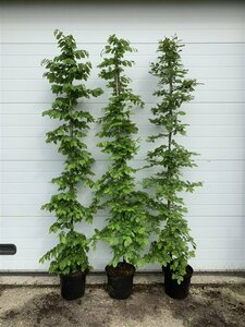 Carpinus betulus ST. 120 10-12 C. Lei - afbeelding 5