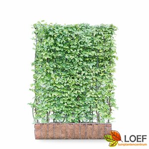 Carpinus betulus ST. 120 10-12 C. Lei - afbeelding 16