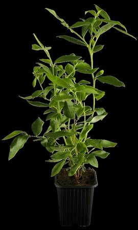 Vaccinium corymbosum 'Goldtraube'