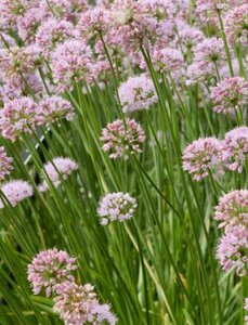 Allium 'Summer Beauty' P9 - afbeelding 2