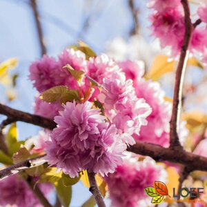Prunus serrulata 'Kanzan' - afbeelding 2