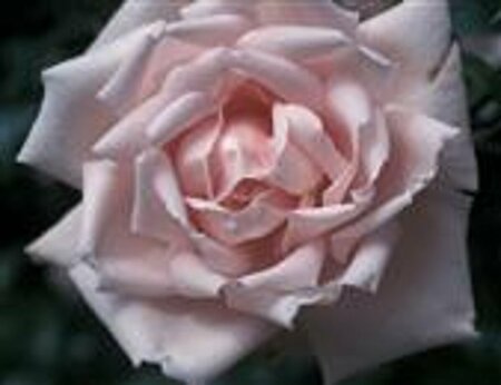 Rosa (K) 'New Dawn' - afbeelding 2