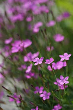 Dianthus delt. 'Rosea' P9 - afbeelding 2
