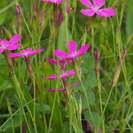 Dianthus delt. 'Rosea' P9 - afbeelding 3