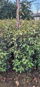 Elaeagnus ebbingei - afbeelding 5