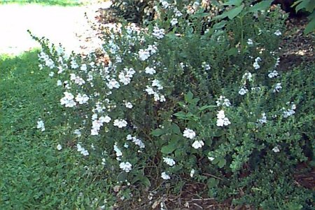 Prostanthera cuneata