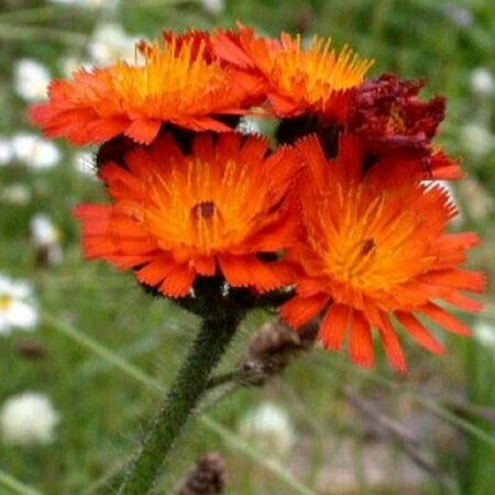Hieracium aurantiacum P9 - afbeelding 4
