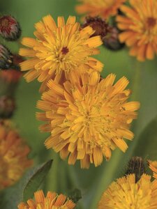 Hieracium aurantiacum P9 - afbeelding 5