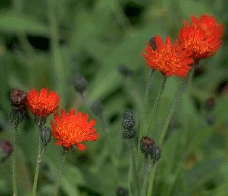 Hieracium aurantiacum P9 - afbeelding 1