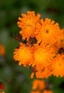 Hieracium aurantiacum P9 - afbeelding 2