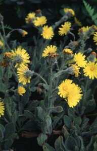 Hieracium aurantiacum P9 - afbeelding 3