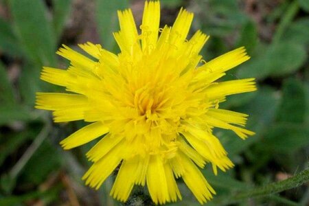 Hieracium pilosella P9
