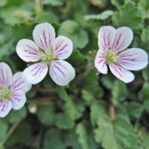 Erodium reichardii 'Album' P9 - afbeelding 2