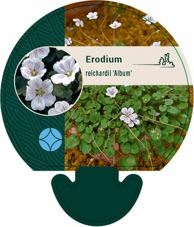 Erodium reichardii 'Album' P9 - afbeelding 1