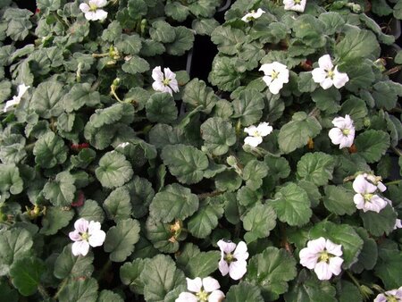 Erodium reichardii 'Album' P9 - afbeelding 3