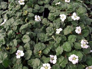 Erodium reichardii 'Album' P9 - afbeelding 3