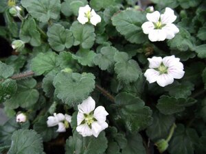 Erodium reichardii 'Album' P9 - afbeelding 4